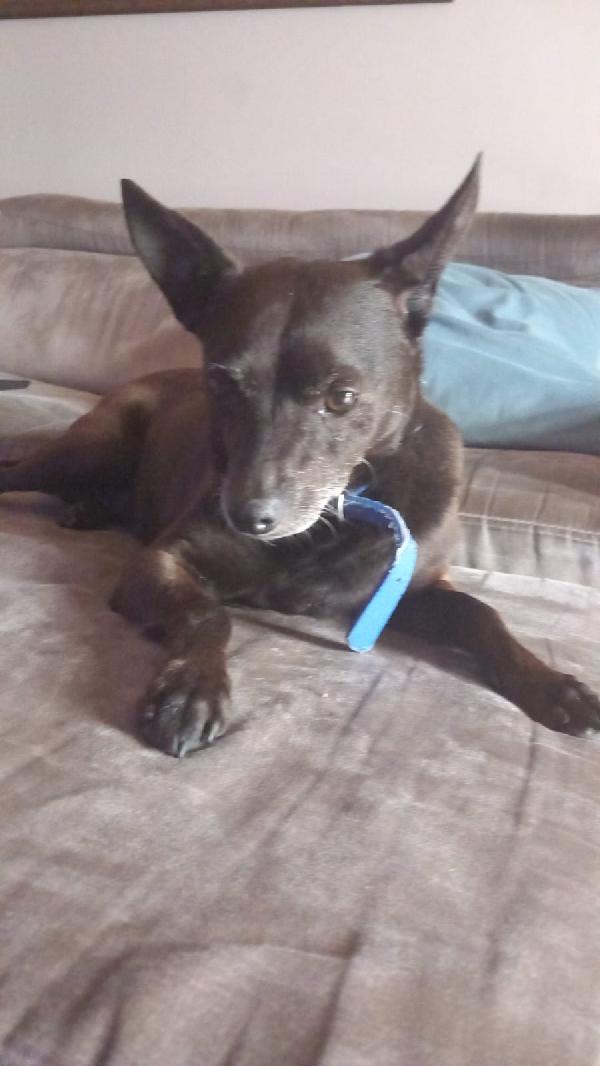 💔 “Bart non vuole finire in canile!” 💔 Foto 10